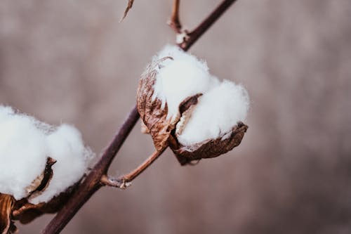 Gratis lagerfoto af bomuld plante, brun baggrund, fiber