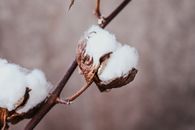 A Branch of Upland Cotton Plant