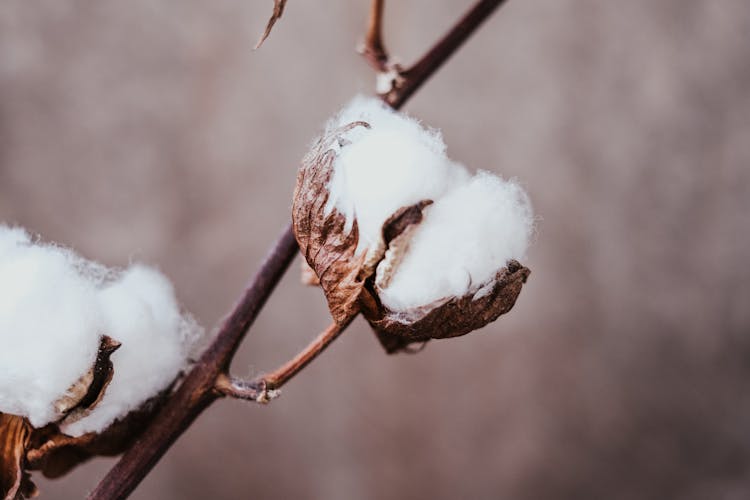 A Branch Of Upland Cotton Plant 