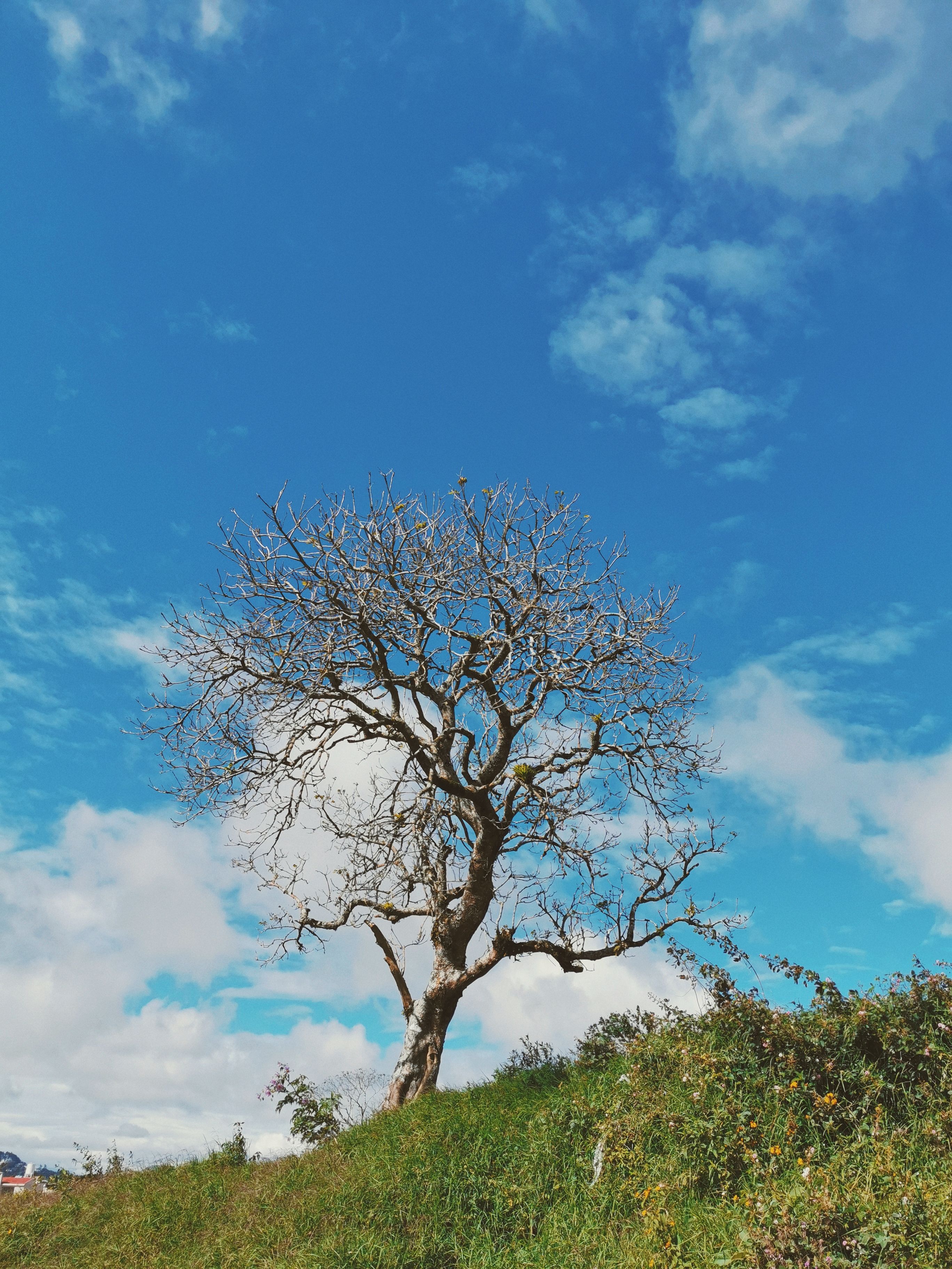 Lonely Tree on Grassy Hill Under Blue Sky · Free Stock Photo
