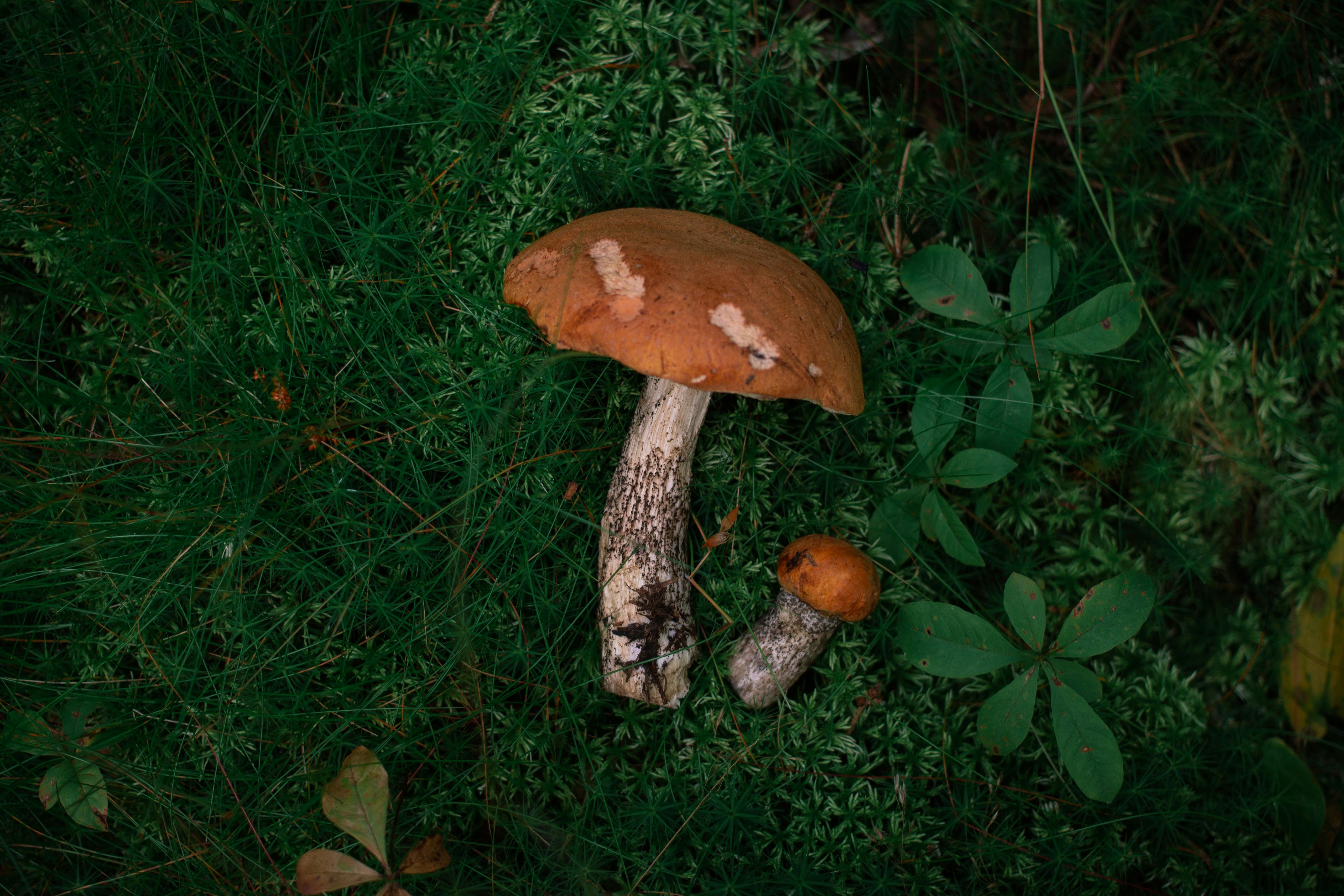 brown mushrooms on green leaves