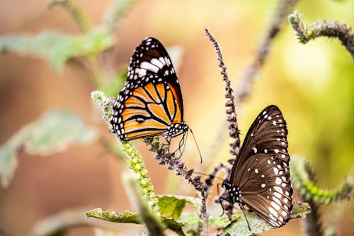 Black and White Butterfly on Green Plant