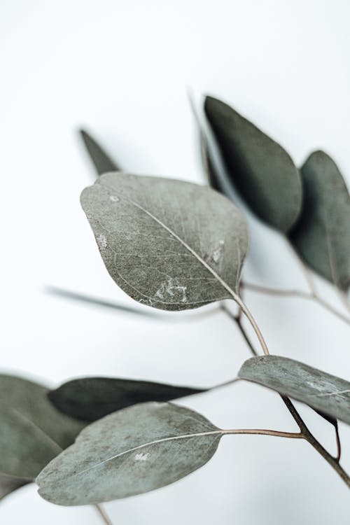 Free Eucalyptus Leaves in Close-Up Shot  Stock Photo