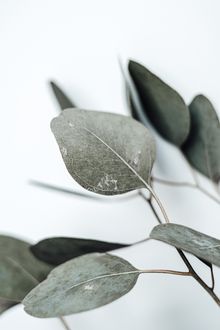 Eucalyptus sprig on a pale background, photo by Vie Studio on Pexels