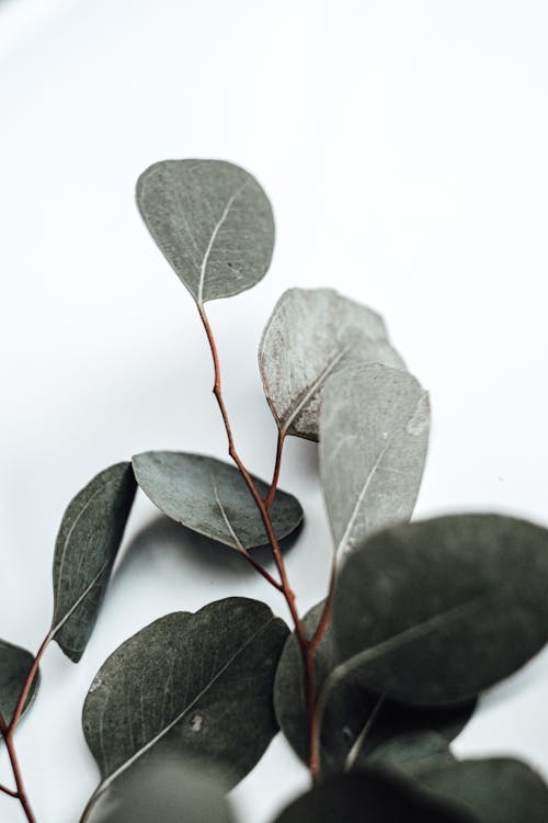Free A Branch of Eucalyptus Plant in White Background  Stock Photo