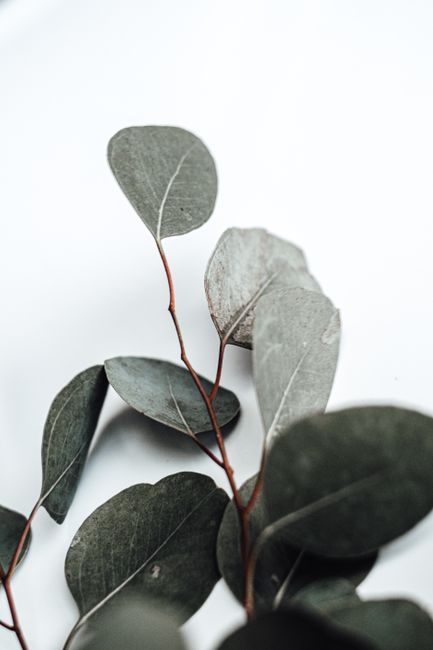 A detailed close-up of eucalyptus leaves on a white background displaying minimalist plant photography.