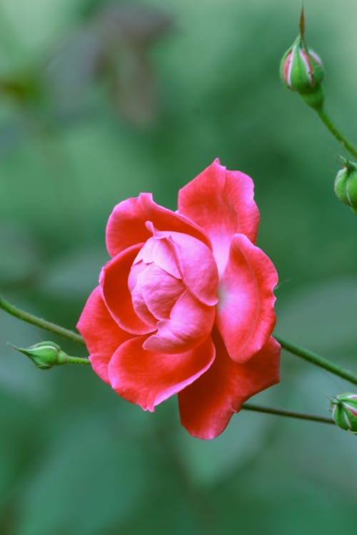 Close-Up Shot of a Rose 