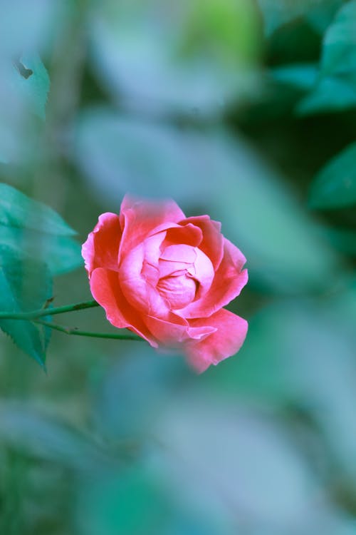 Close-up Photo of Pink Rose in Bloom 