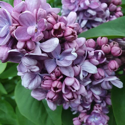 Free stock photo of blossom, flowers, lilac