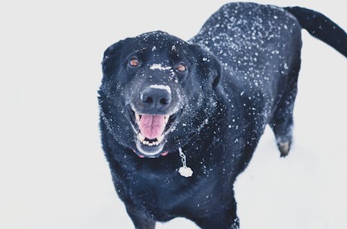 Free A Black Dog Covered in Snow Stock Photo