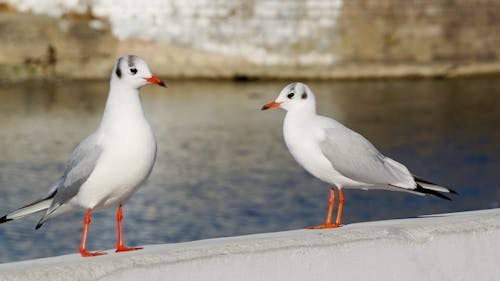Free Selective Focus Seagulls on a Concrete Pavement  Stock Photo