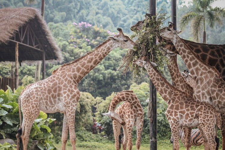 Giraffes Eating Green Leaves