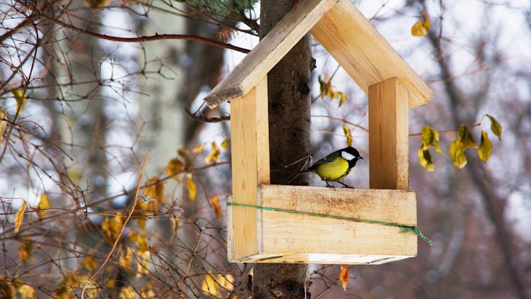 A Bird On A Birdhouse