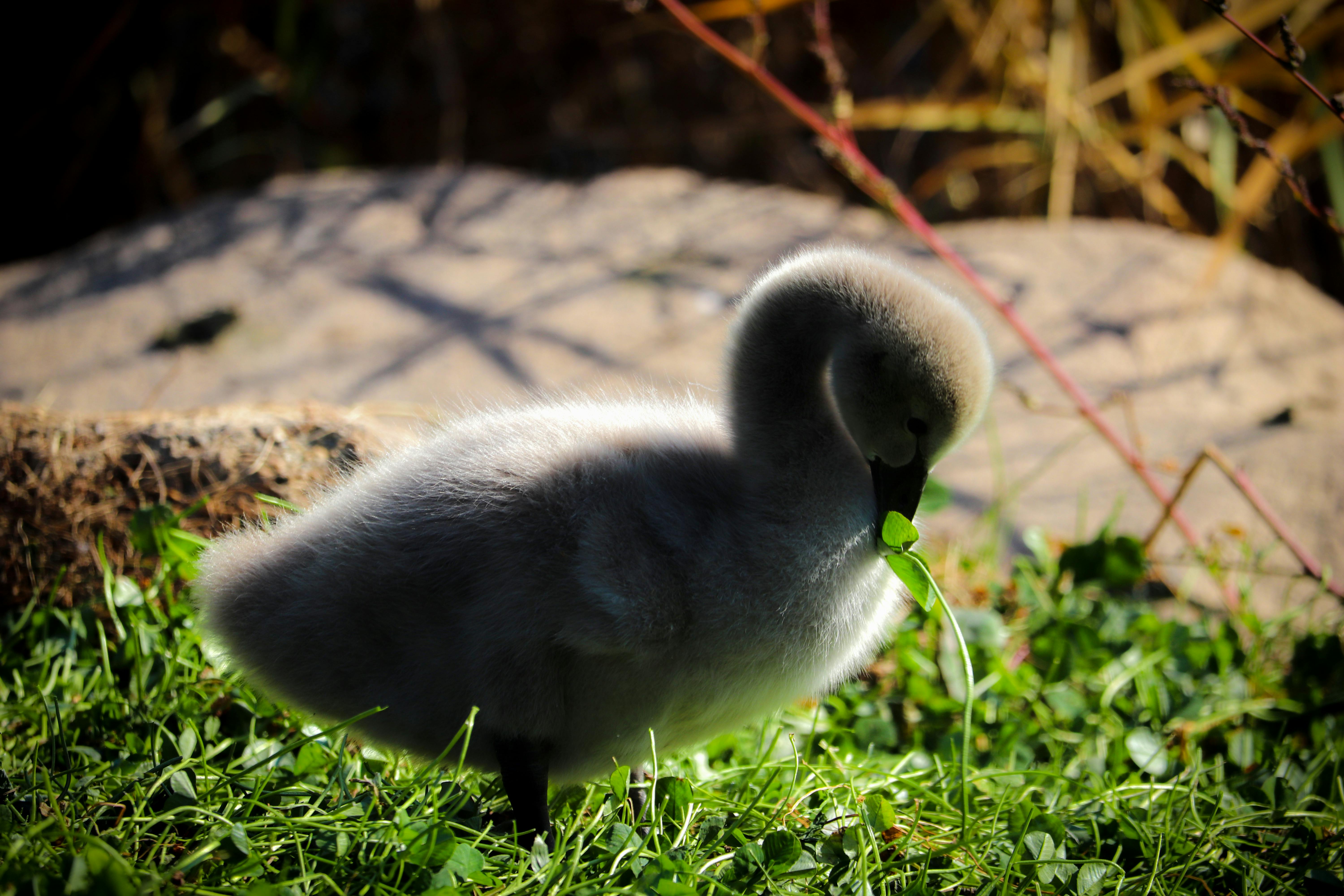 Kostenlose Bilder von Ryan · Pexels