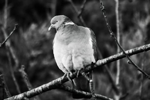 Free Monochrome Photo of Bird Perched on a Tree Branch  Stock Photo