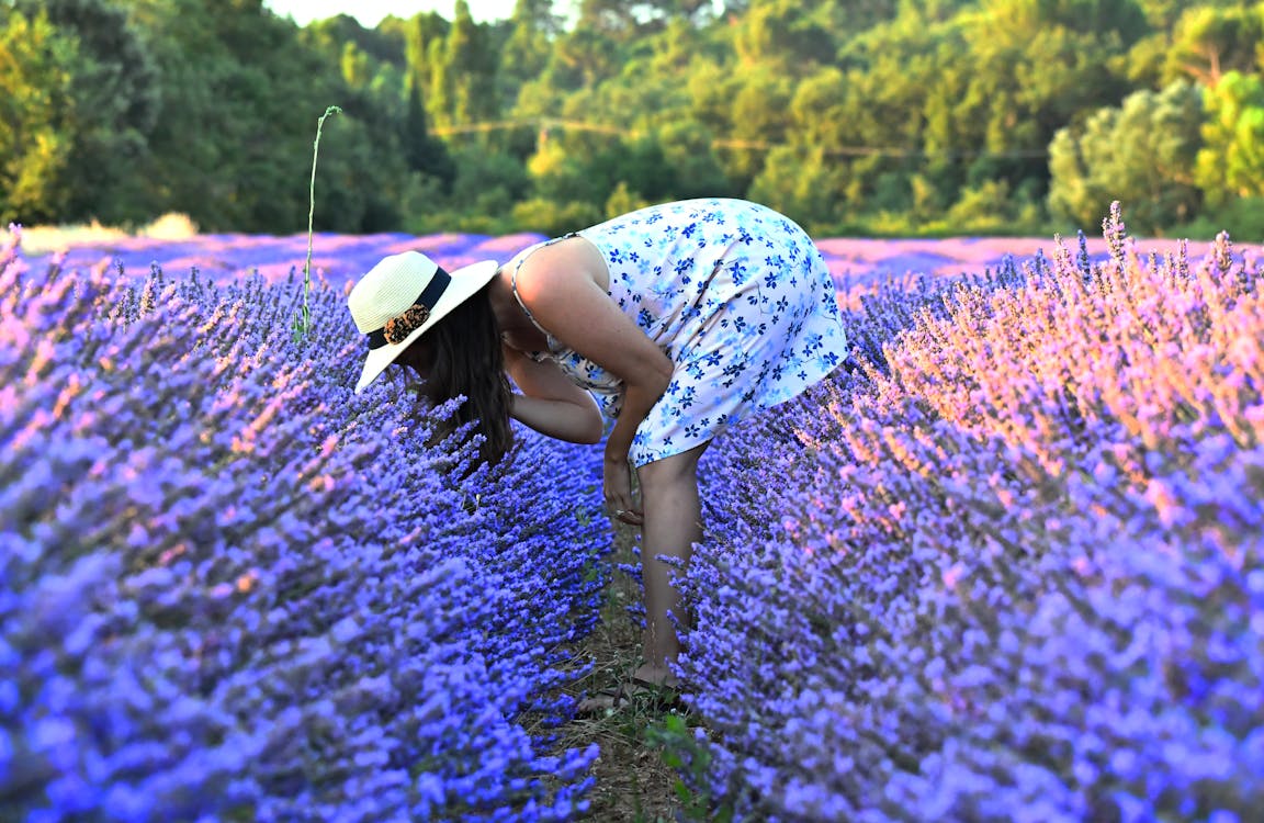 Woman in Floral Dress smelling Lavender Flowers