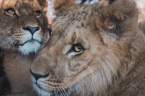Close-up Photo of a Lion and a Lioness