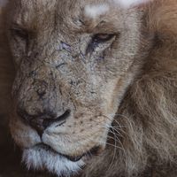 Nightveldt channel picture: lion close-up, photo by Vincent M.A. Janssen on Pexels