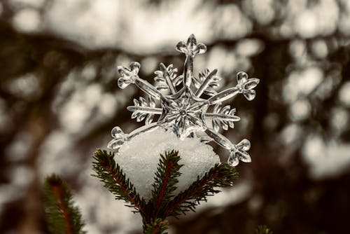Free Snowflake on Top of the Tree Stock Photo