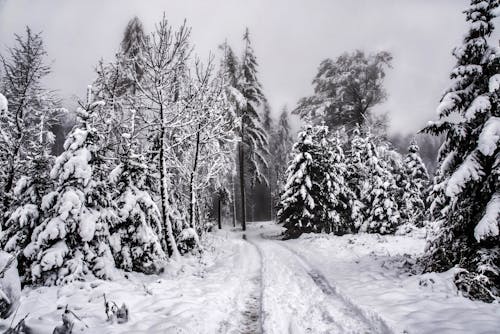 Tall trees covered with hoarfrost growing in woods with trace on snowy ground against gray sky in cold winter day