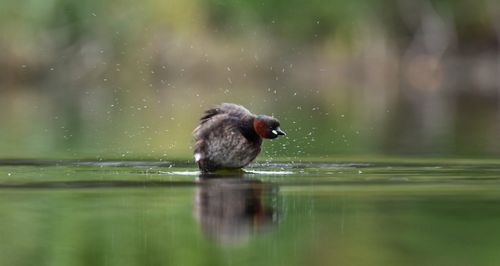 Free stock photo of cconstanti, duck, nikond500 Stock Photo
