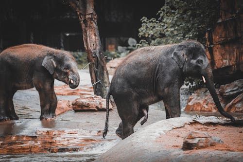 厚皮類動物, 哺乳動物, 大象 的 免费素材图片