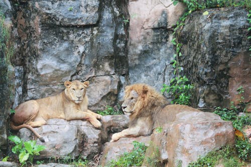 ネコ, ほ乳類, ライオンの無料の写真素材