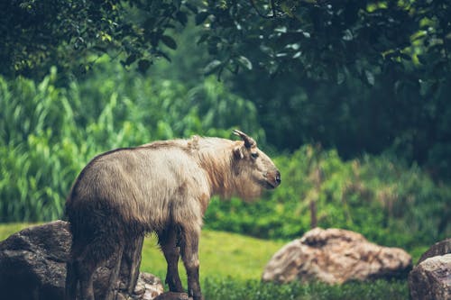Free A Hairy Goat in a Grassland Stock Photo