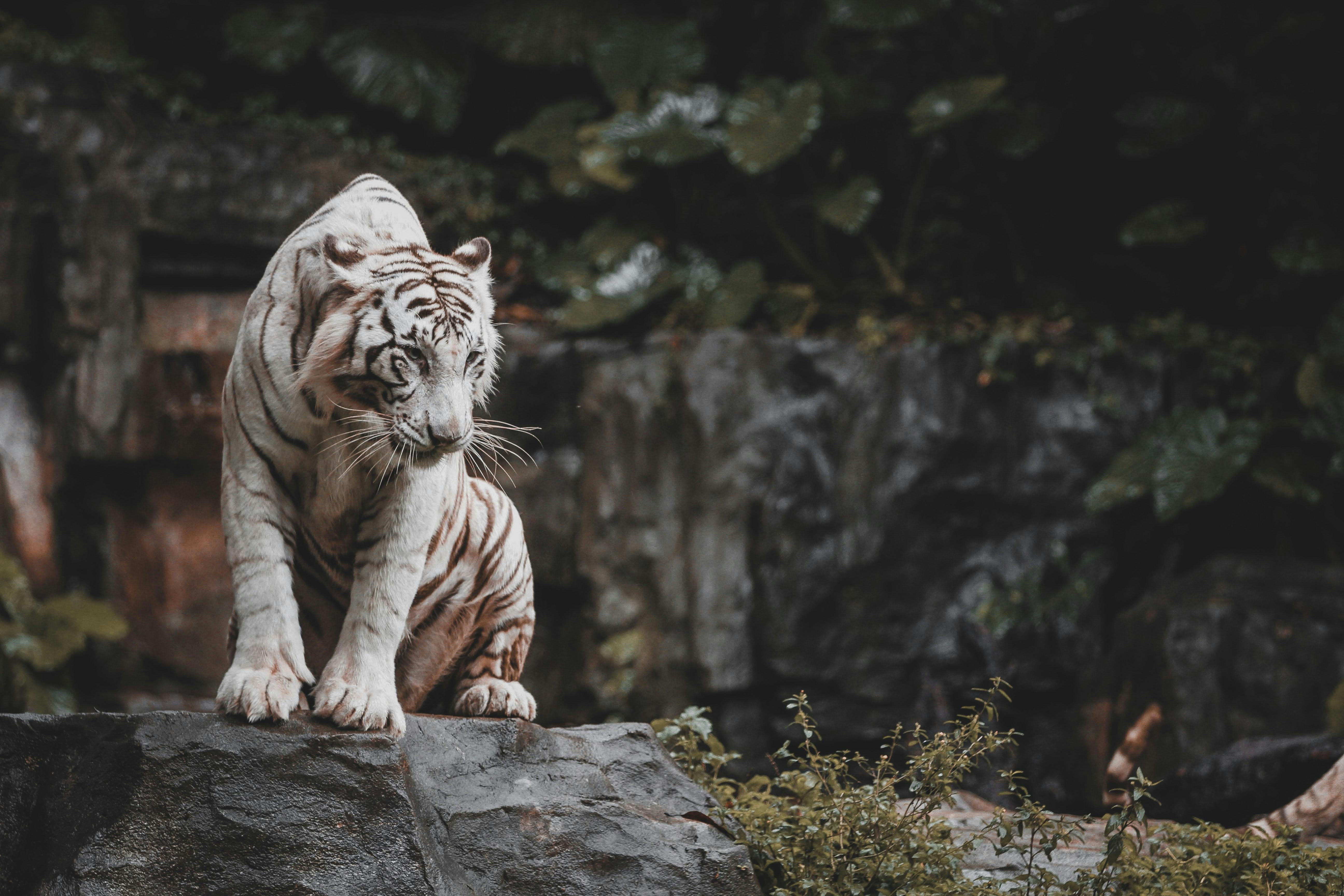 A white Bengal tiger perched on rocks showcases its grace and strength.
