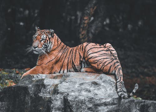 Free A Tiger Lying on Gray Rock Stock Photo
