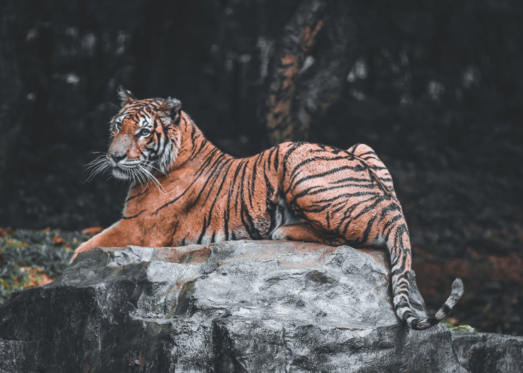 A Tiger Lying on Gray Rock