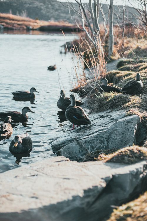 Free A group of ducks relaxing by a peaceful lake on a sunny day. Stock Photo