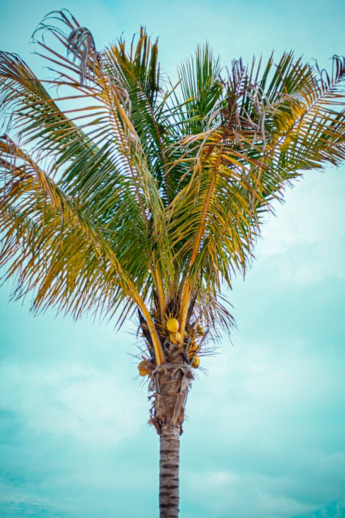 Green Palm Tree Under White Clouds