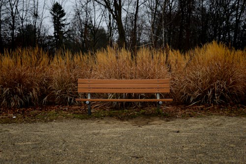 Free Brown Wooden Bench Near Brown Grass  Stock Photo