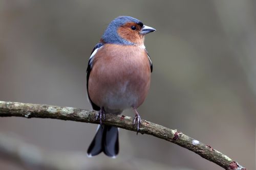 Free Close-up of a chaffinch bird on a tree branch in England, showcasing vibrant plumage. Stock Photo
