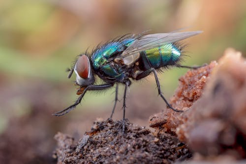 Free A Fly on a Brown Surface Stock Photo