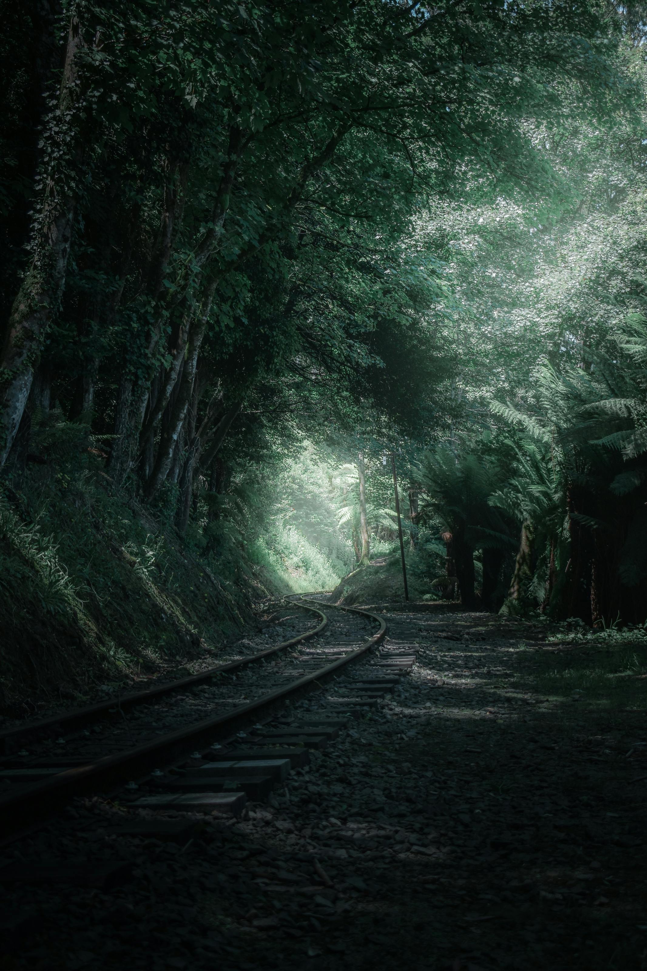 black train rail in the forest