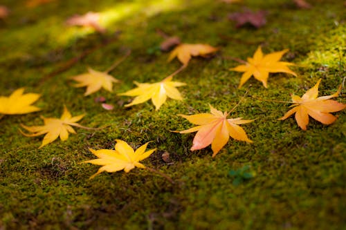 Free Yellow Maple Leaves on Green Grass Stock Photo