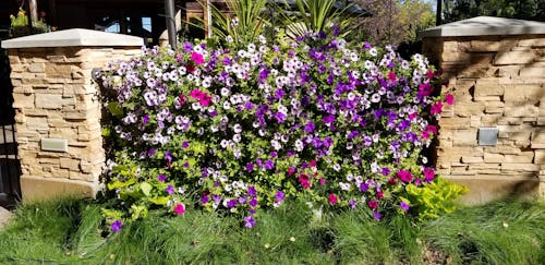 Kostenloses Stock Foto zu blühende blumen