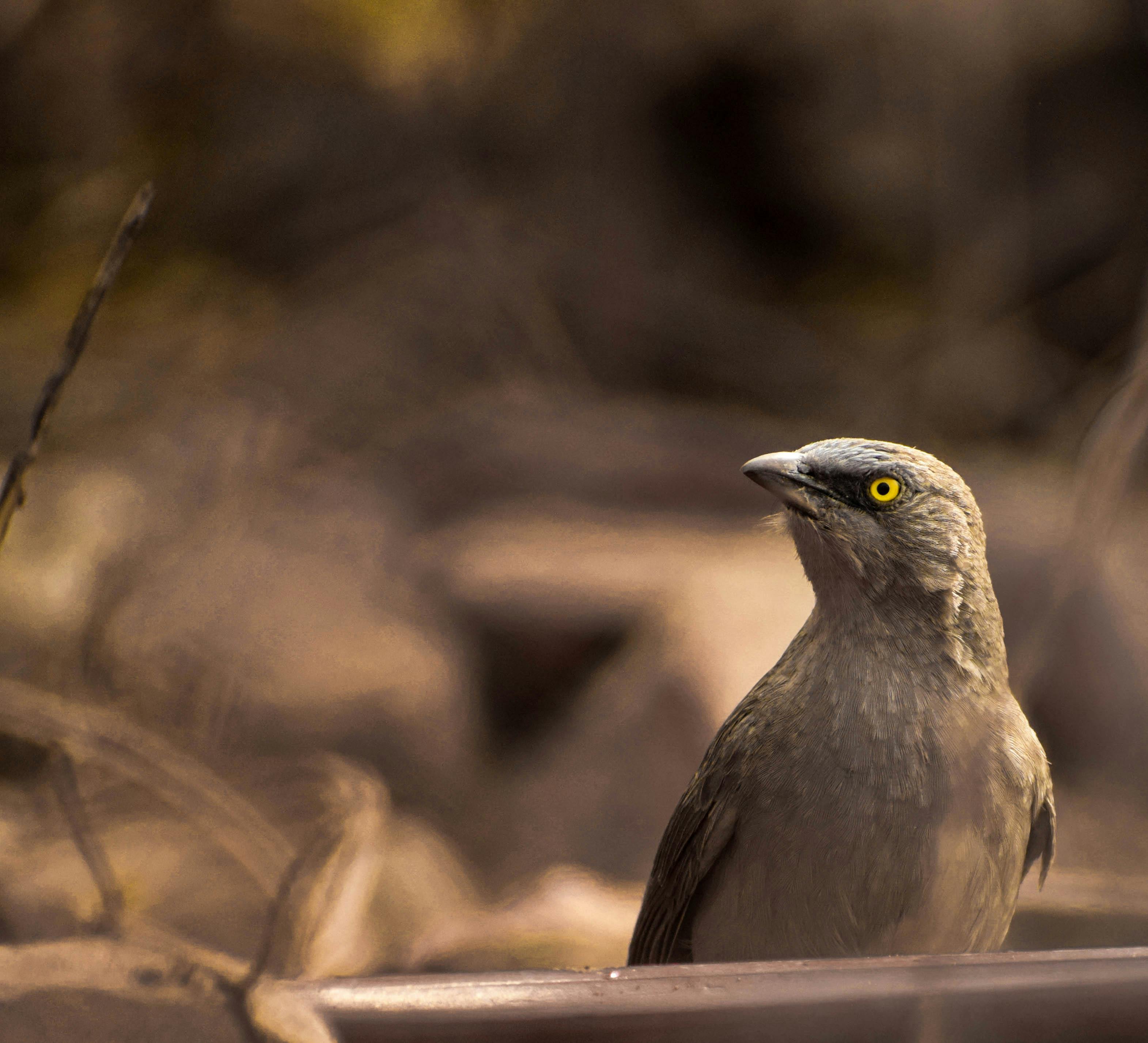 Detailed close-up portrait of a starling bird with focus on yellow eye and plumage.