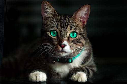 Коричневый кот с зелеными глазами