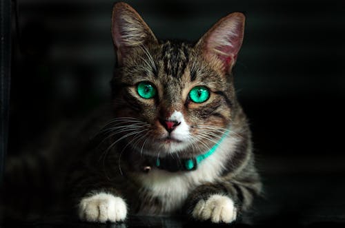 Gratuit Chat Brun Aux Yeux Verts Photos