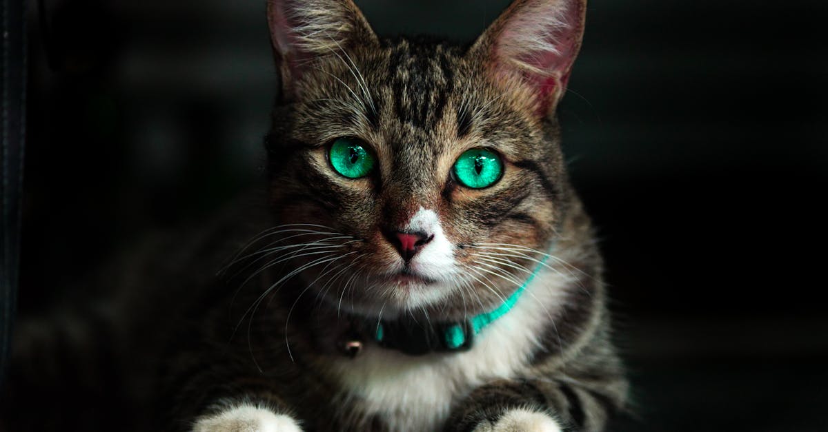Are bobcats bigger than house cats?