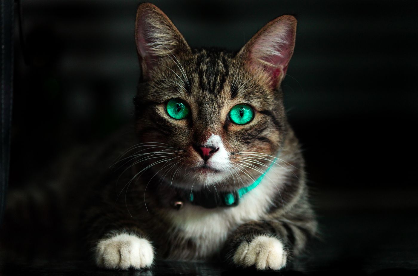 Brown tabby cat in a relaxed resting posture with soft, half-closed eyes