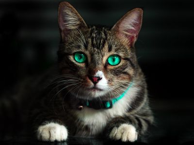 cat