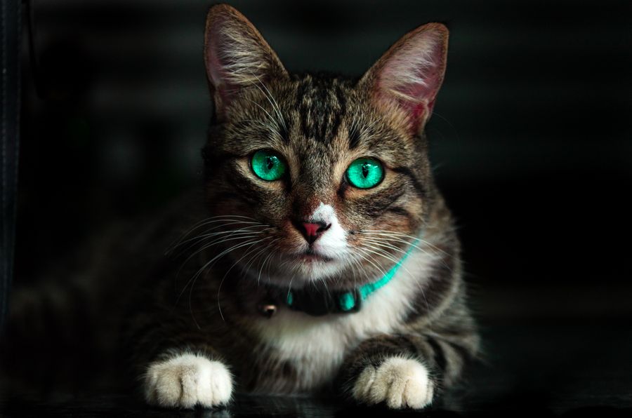 aesthetic cat names with meanings - Majestic royal cat looking into distance