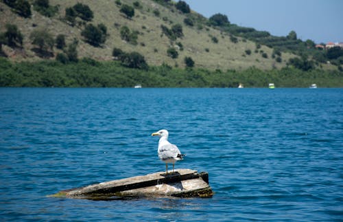 White Bird on Brown Rock in a Body of Water