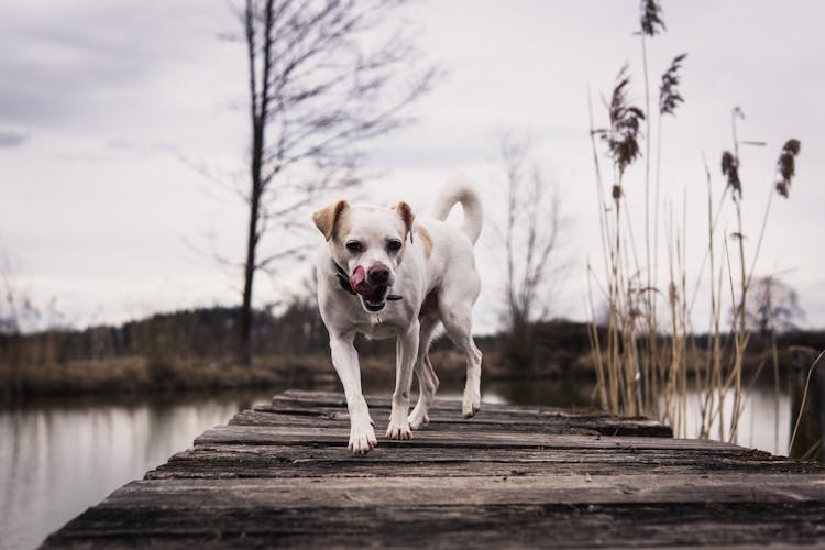 Dog On Pier