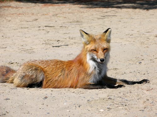 スカベンジャー, 動物の写真, 地面の無料の写真素材