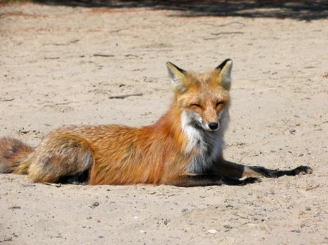 A red fox peacefully resting on a sandy terrain in Canada, captured during daylight.